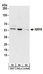 RRP8 Antibody in Western Blot (WB)