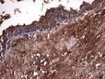 RSPO3 Antibody in Immunohistochemistry (Paraffin) (IHC (P))