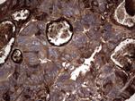 RSPO3 Antibody in Immunohistochemistry (Paraffin) (IHC (P))