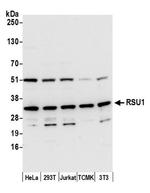 RSU1 Antibody in Western Blot (WB)