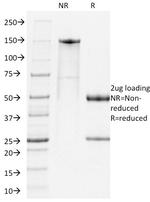 PD1 Antibody in SDS-PAGE (SDS-PAGE)