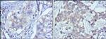 RTN3 Antibody in Immunohistochemistry (Paraffin) (IHC (P))