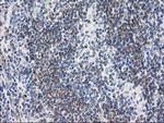 RTN4IP1 Antibody in Immunohistochemistry (Paraffin) (IHC (P))