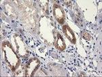 RTN4IP1 Antibody in Immunohistochemistry (Paraffin) (IHC (P))