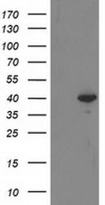 RTN4IP1 Antibody in Western Blot (WB)