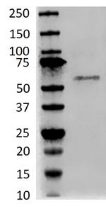 RUNX2 Antibody in Western Blot (WB)