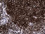 RUNX3 Antibody in Immunohistochemistry (Paraffin) (IHC (P))