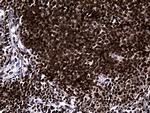 RUNX3 Antibody in Immunohistochemistry (Paraffin) (IHC (P))