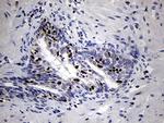 RUNX3 Antibody in Immunohistochemistry (Paraffin) (IHC (P))