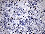 RUNX3 Antibody in Immunohistochemistry (Paraffin) (IHC (P))