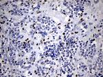 RUNX3 Antibody in Immunohistochemistry (Paraffin) (IHC (P))