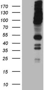 RUSC2 Antibody in Western Blot (WB)