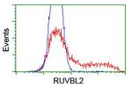 RUVBL2 Antibody in Flow Cytometry (Flow)