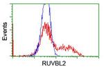 RUVBL2 Antibody in Flow Cytometry (Flow)