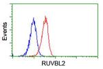 RUVBL2 Antibody in Flow Cytometry (Flow)