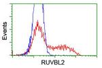 RUVBL2 Antibody in Flow Cytometry (Flow)