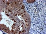 RUVBL2 Antibody in Immunohistochemistry (Paraffin) (IHC (P))