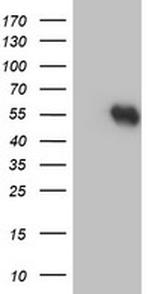 RUVBL2 Antibody in Western Blot (WB)