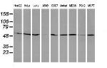 RUVBL2 Antibody in Western Blot (WB)