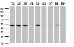 RUVBL2 Antibody in Western Blot (WB)