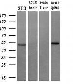 RUVBL2 Antibody in Western Blot (WB)