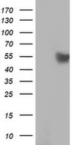 RUVBL2 Antibody in Western Blot (WB)