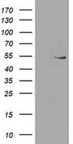 RUVBL2 Antibody in Western Blot (WB)