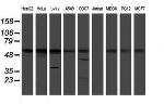 RUVBL2 Antibody in Western Blot (WB)