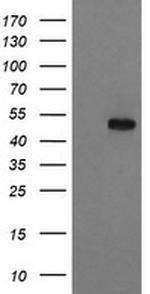 RUVBL2 Antibody in Western Blot (WB)