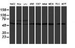 RUVBL2 Antibody in Western Blot (WB)