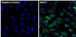 RAB11A Antibody in Immunocytochemistry (ICC/IF)