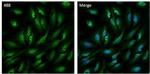 RAB11A Antibody in Immunocytochemistry (ICC/IF)