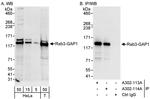 Rab3-GAP1 Antibody in Western Blot (WB)