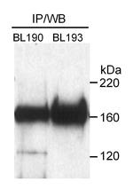 Rad50 Antibody in Western Blot (WB)