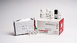 Mouse Estradiol Rapid ELISA Kit (EELR013)