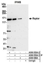 Raptor Antibody in Western Blot (WB)