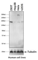 Raptor Antibody in Western Blot (WB)