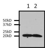 Pan Ras Antibody in Immunoprecipitation (IP)