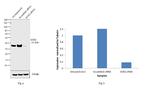 Rat IgG (H+L) Secondary Antibody in Western Blot (WB)