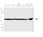 Rat IgG2a Secondary Antibody in Western Blot (WB)