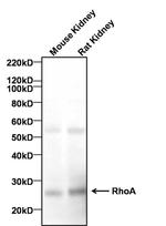 RhoA Antibody in Western Blot (WB)