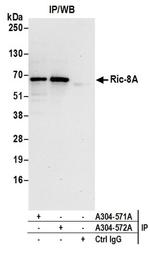 Ric-8A Antibody in Immunoprecipitation (IP)