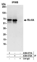 Ric-8A Antibody in Western Blot (WB)