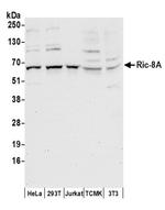Ric-8A Antibody in Western Blot (WB)