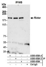 Rictor Antibody in Western Blot (WB)