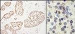 Rtf1 Antibody in Immunohistochemistry (IHC)