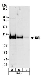 Rtf1 Antibody in Western Blot (WB)