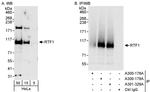 Rtf1 Antibody in Western Blot (WB)