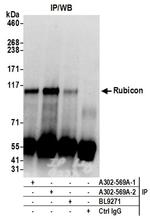 Rubicon Antibody in Western Blot (WB)