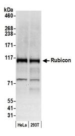 Rubicon Antibody in Western Blot (WB)